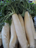 Daikon Radish 50 Seeds - Japanese Minowase - Heirloom - Organic - Non-GMO
