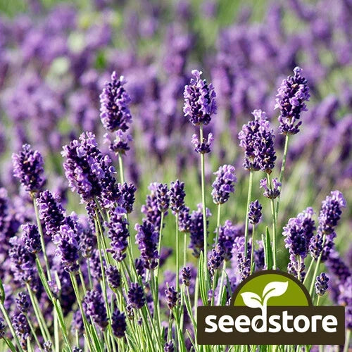 Munstead Lavender Seeds | Heirloom Non-GMO Herb Seeds | Lavandula angustifolia | Aromatic Perennial Gardening