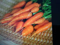 Carrot Seeds 200 Count for Baby Carrots Daucus carota, Fresh Organic Heirloom Variety