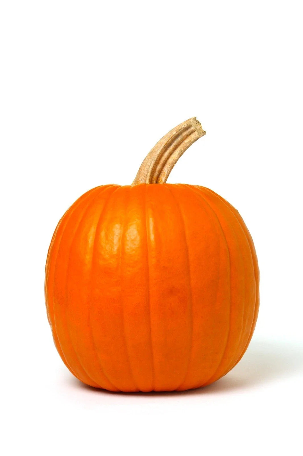 Mammoth Gold Giant Pumpkin Seeds - 20 Heirloom Non-GMO Seeds - Cucurbita maxima