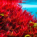 Rotala Vietnam H'Ra Bundle - Live Aquatic Plant for Aquarium or Pond - Easy Care, Lush Green Growth