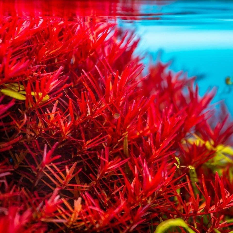 Rotala Vietnam H'Ra Bundle - Live Aquatic Plant for Aquarium or Pond - Easy Care, Lush Green Growth