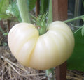 Great White Beefsteak Tomato Seeds, 10+ Heirloom Organic Non-GMO - Rare Varietal - Solanum lycopersicum