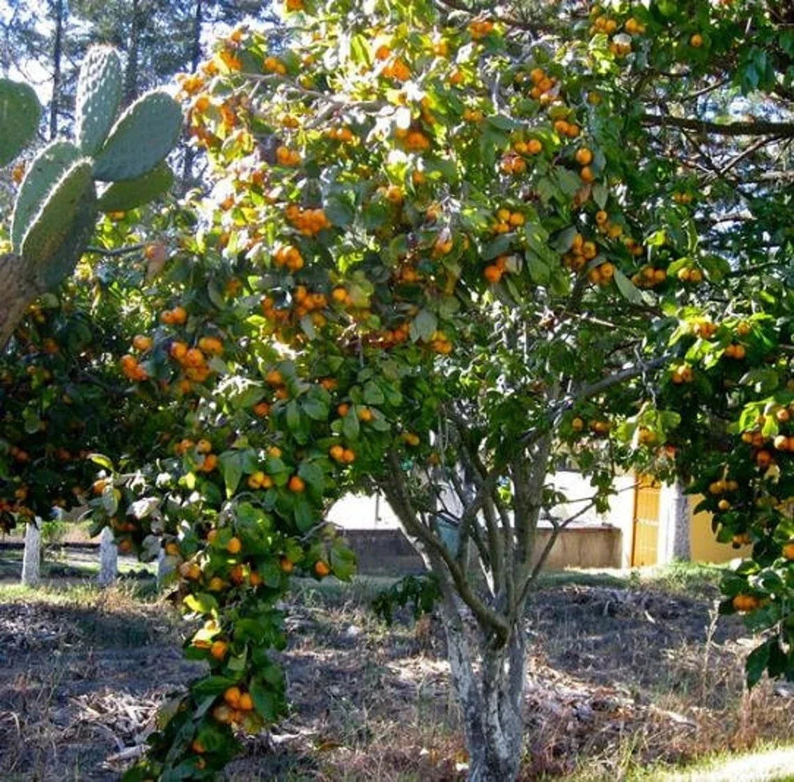 Tejocote Manzanita Hawthorn Seeds - 5+ Berry Tree Little Apple - Crataegus mexicana