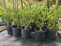 Japanese Boxwood Bonsai Tree 17" Tall Mame Dwarf Buxus sempervirens