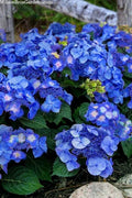 Pop Star Hydrangea 6-Pack - Rooted Cuttings - Beginner Friendly Hydrangea macrophylla
