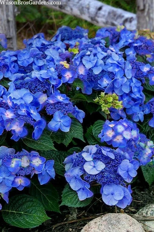 Pop Star Hydrangea 6-Pack - Rooted Cuttings - Beginner Friendly Hydrangea macrophylla