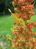Lambsquarters Seeds for Planting - 100 Seeds - Chenopodium Album - Organic Edible Greens