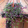 Othonna Capensis Ruby Necklace Succulent Cuttings - 4 Pieces, Each 3-4" Long - Hanging Plant, Easy Care Indoor Decor