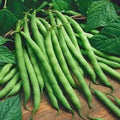 Premium Heirloom Seed - Bush Blue Lake Variety - Fresh Green Beans - Phaseolus vulgaris