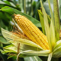 Sweet Corn Seeds - SE Sugary Enhanced Hybrid - Golden Variety - Ideal for 2025 Planting