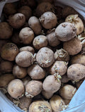 Kennebec Medium Seed Potatoes for Planting - Organic White Potato Tubers