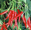 Thai Hot Pepper Seeds, Heirloom Variety, Non-GMO, 20+ Seeds, Capsicum annuum