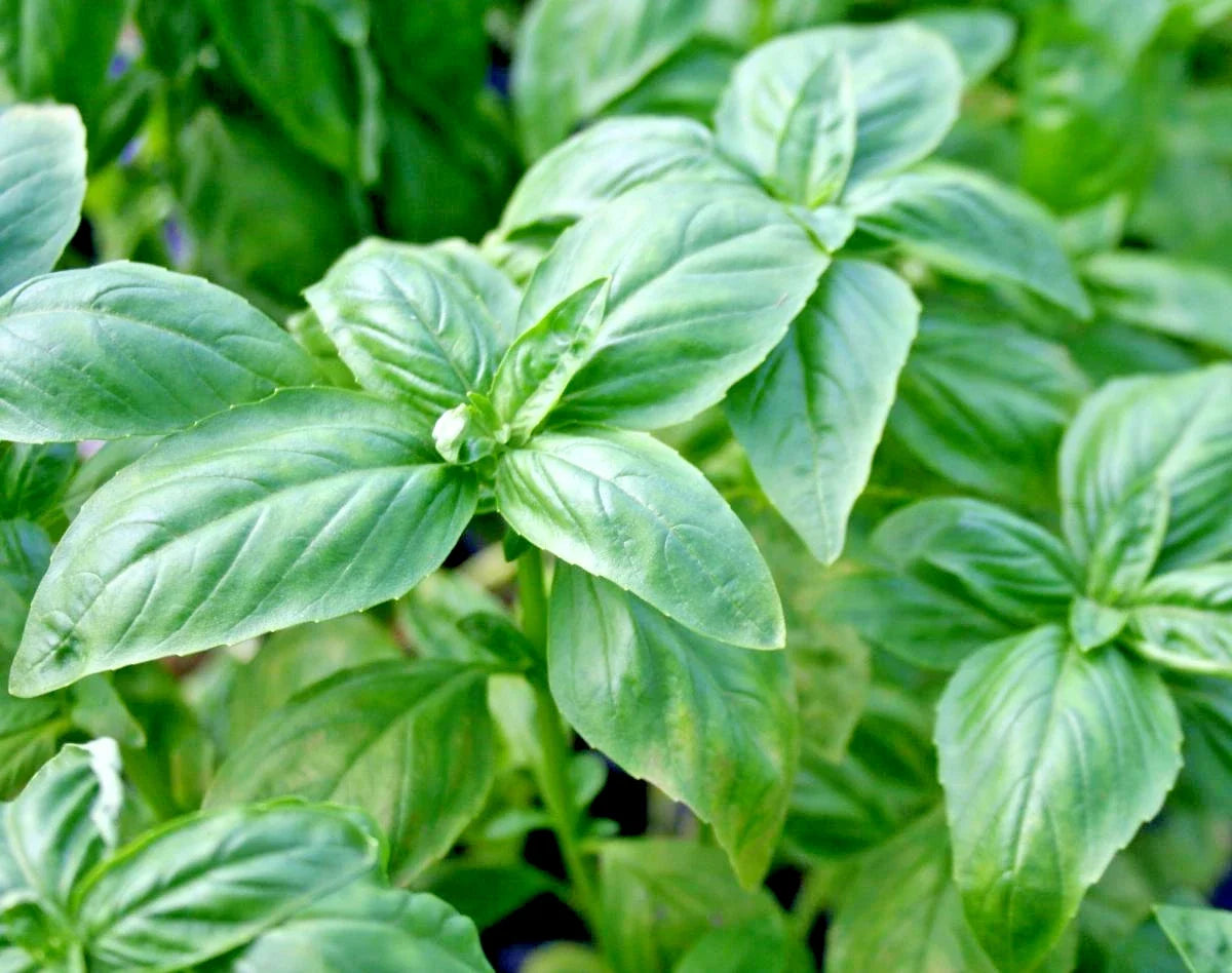Genovese Basil Seeds - 400+ Organic Herb for Fresh Pesto, Patio Container, Summer Garden - Ocimum basilicum