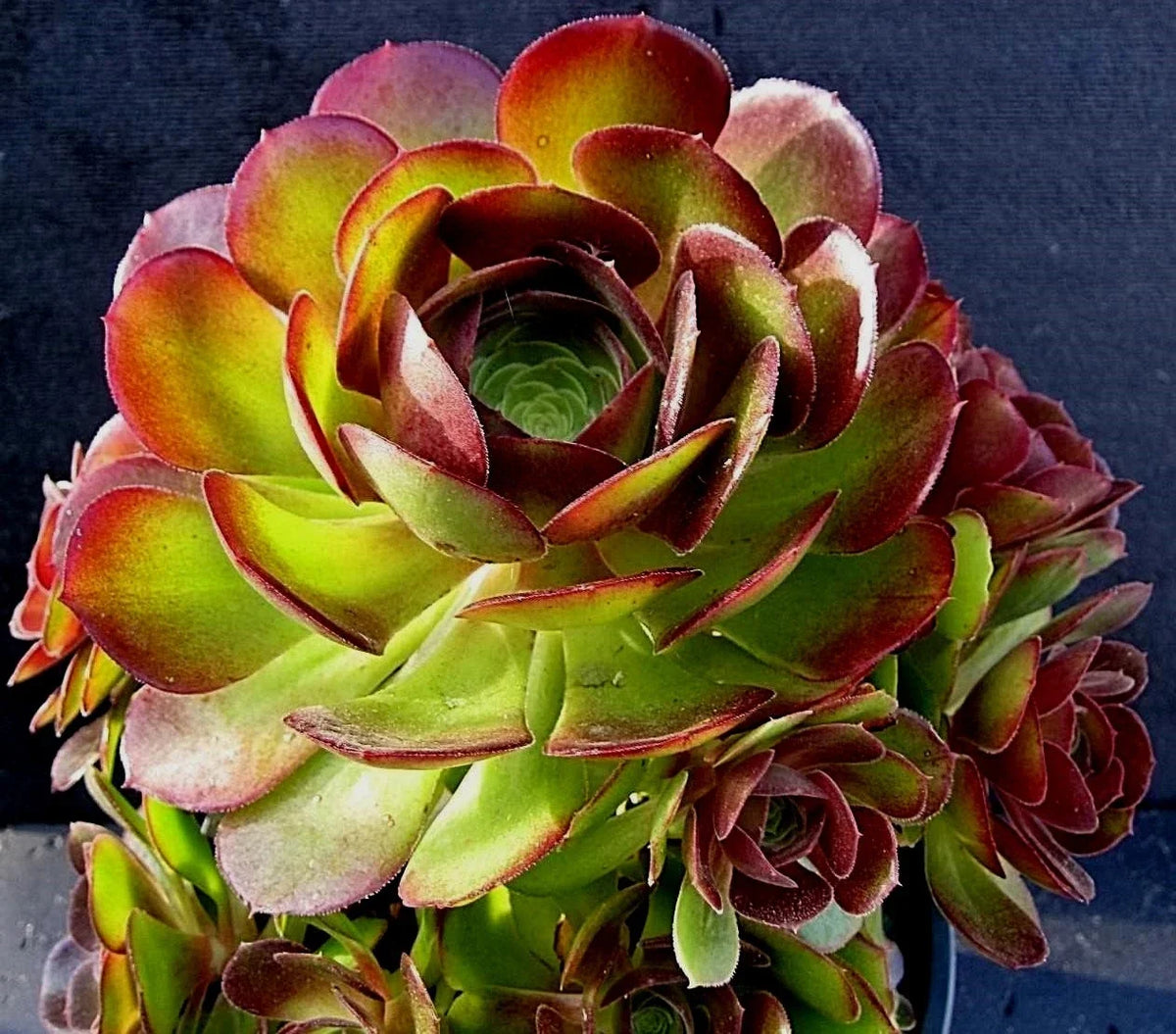 RARE Aeonium DURANGO Succulent Cuttings - 2 Pieces, Unique Green Variety, Perfect for Plant Lovers