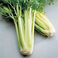 Golden Self Blanching Celery Seeds - Heirloom Non-GMO Vegetable Seeds - Apium graveolens 1117