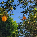 Valencia Sweet Orange Tree Cuttings Bud Stick - Grafting Material - Citrus sinensis - 10 High-Quality Cuttings