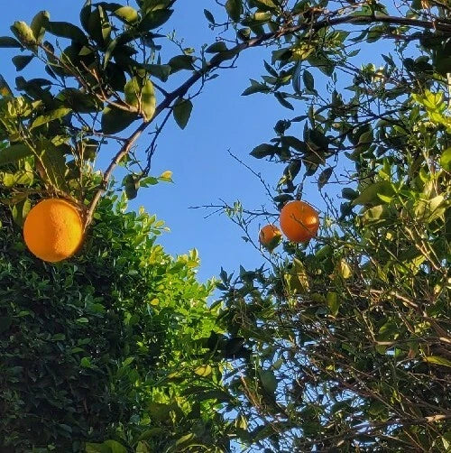 Valencia Sweet Orange Tree Cuttings Bud Stick - Grafting Material - Citrus sinensis - 10 High-Quality Cuttings