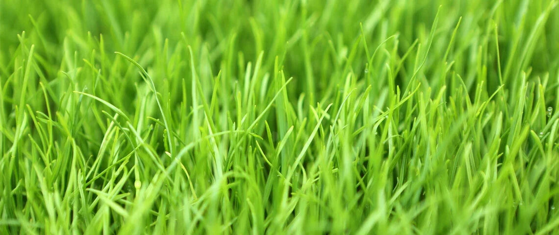 Winter Rye Seed 5 LBS - Cover Crop for Food Plot, Deer, Wildlife, Garden (Secale cereale)
