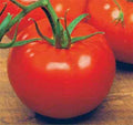 ACE 55 VF Tomato Seeds Bulk 100 Pack - Low Acid Variety, Vigorous Growth, Perfect for Home Gardening, Solanum lycopersicum