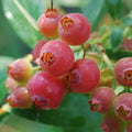 Pink Lemonade Blueberry Plant - Rooted, Self-Pollinating, Zones 5-8, Vaccinium corymbosum