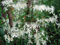 Sweet Autumn Clematis Cuttings - 10 Fragrant Vines - Terniflora Clematis