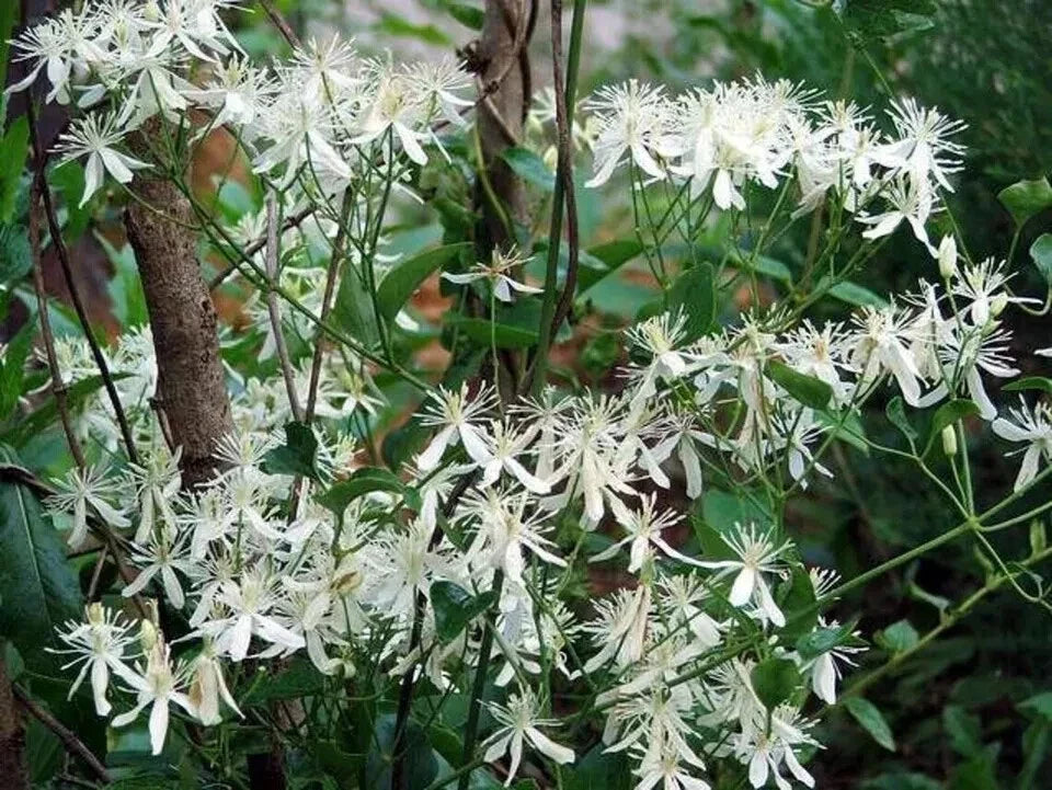 Sweet Autumn Clematis Cuttings - 10 Fragrant Vines - Terniflora Clematis