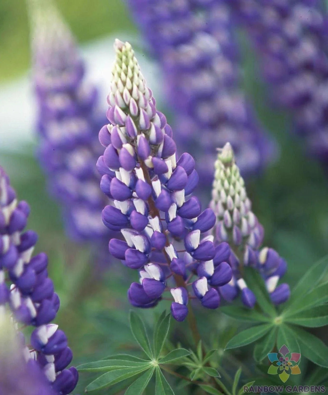 Jupiter Lupine Seeds - 25+ Pack for Garden Planting - Lupinus polyphyllus - USA Grown, Free Shipping