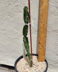 Live Rooted Triangle Cactus Plant - Acanthocereus tetragonus - Naples Florida Variety