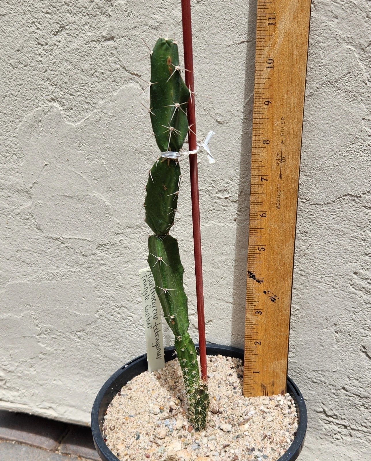 Live Rooted Triangle Cactus Plant - Acanthocereus tetragonus - Naples Florida Variety
