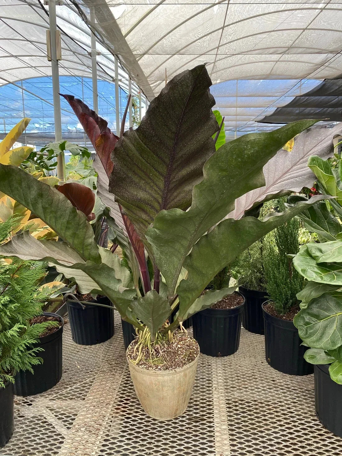 Anthurium Big Red Bird - Small Well Rooted Starter Plant - Anthurium sect. Pachyneurium