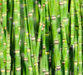 Dwarf Bamboo Plant Cuttings - Equisetum - Horsetail Water Plant - Aquatic Garden Decor - Easy Care Indoor/Outdoor