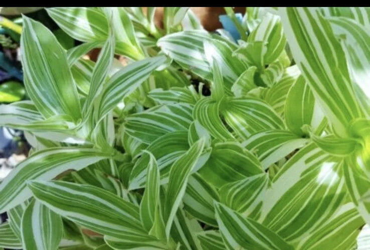 Tradescantia Albiflora Cuttings - 5 Pieces - Wandering Jew Plant Cuttings for Propagation and Indoor Gardening