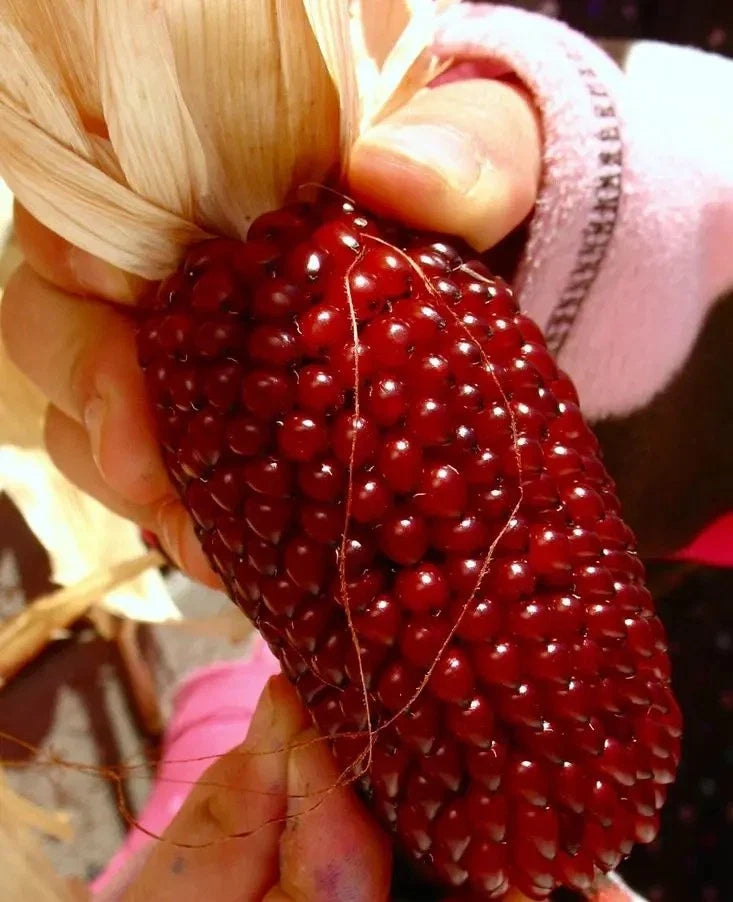 120+ Strawberry Ruby Corn Seeds - Organic Heirloom Popcorn - Sweet & Rare - Zea mays everta