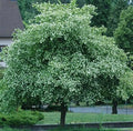 Washington Hawthorn Tree Live Plant 18-24 Inches Bare Root Crataegus Phaenopyrum