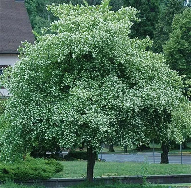 Washington Hawthorn Tree Live Plant 18-24 Inches Bare Root Crataegus Phaenopyrum