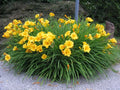 Stella d'Oro Daylily Starter Plants Set of 2 - Live Bare Root Perennials - Hemerocallis 'Stella d'Oro' - Vibrant Blooms