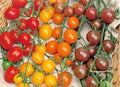 Multi-Color Cherry Tomato Seeds - Rainbow Medley Variety - Easy to Grow Vegetable Garden Fruit - Solanum lycopersicum
