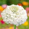 White Zinnia Seeds - 100+ Polar Bear Variety - Double Flowered - Attracts Bees, Butterflies & Birds - Zinnia elegans