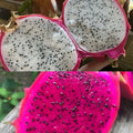 Dragon Fruit Seeds - 50 White & 50 Red Pitaya - Hylocereus Undatus Cactus