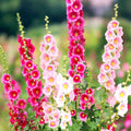 Hollyhock Seeds - Single Flowered Mix - Alcea Rosea - Garden Flower Seeds 2025
