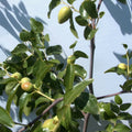 Tigertooth Jujube Tree Cutting - 8" Thin Graft Scion Wood, Bud Tiger Tooth (Ziziphus jujuba)