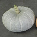 Silver Moon Pumpkin Seeds | 10 Seeds Packet | Silver Stacker Variety | Cucurbita pepo