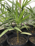 Cold Hardy Windmill Palm 18”-20” Trachycarpus Fortunei - Hardy Tropical Plant for Gardens and Landscaping