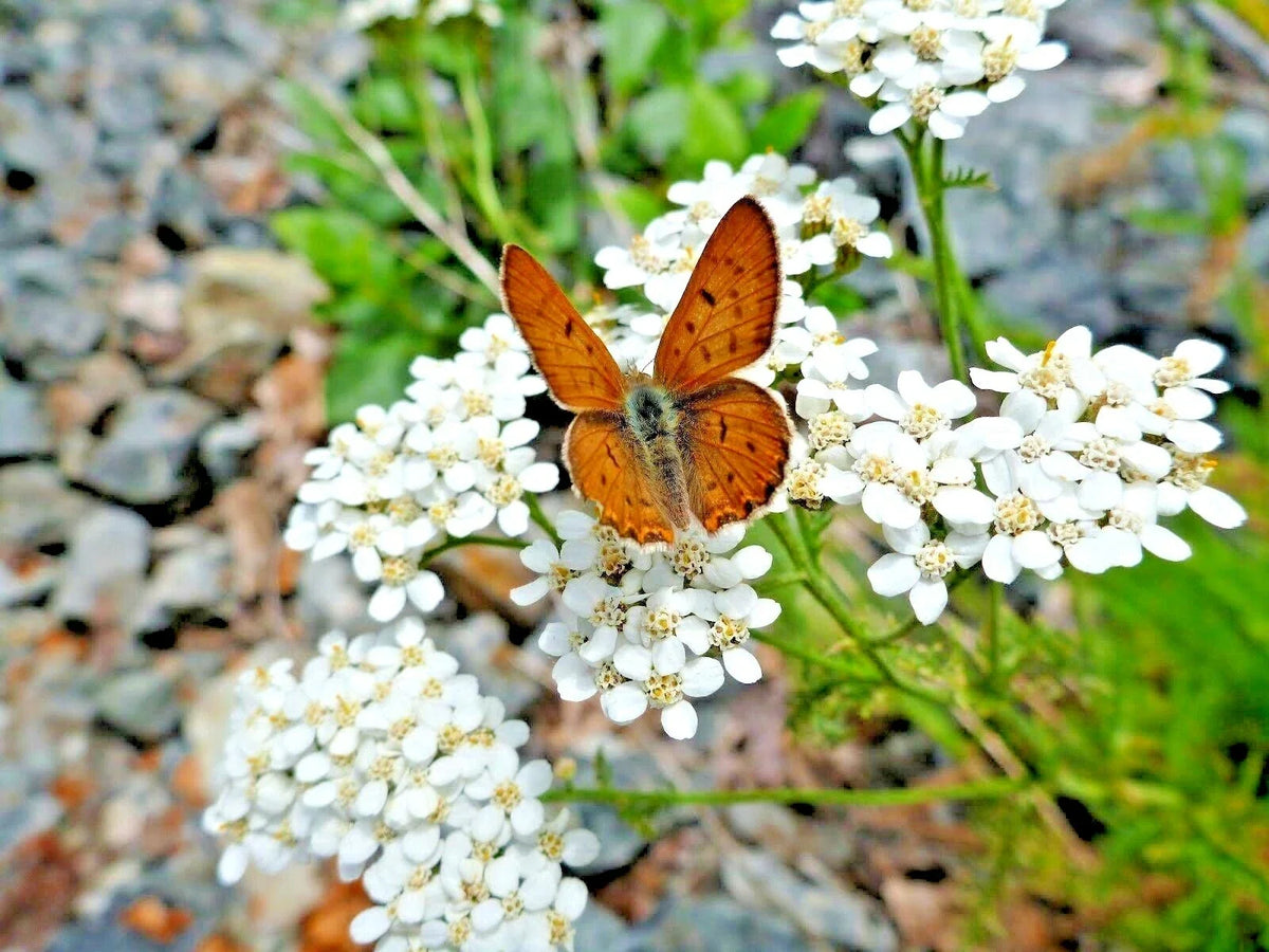 White Yarrow Flower Seeds - 1000+ Perennial Milfoil Native Wildflower Medicinal Herb (Achillea millefolium)