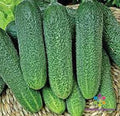 Harmonie Cucumber Seeds - 25+ Count - Garden Variety - Cucumis sativus - USA Grown