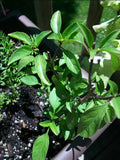 Licorice Basil Seeds - 100 Pack - Gourmet Culinary Herb - Ocimum basilicum