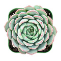 Live Fresh Echeveria Minima Succulent in 2 Inch Pot - Fully Rooted Rosette Plant, Perfect for Indoor Decor