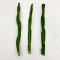 Rhipsalis paradoxa Cuttings - Tropical Cactus Variety - Easy Care Indoor Plant
