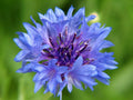Bachelor's Buttons Seeds - 500 Blue Flowers - Bushy Variety - Centaurea cyanus - GroCo USA